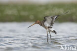 Grutto (Limosa limosa)