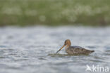 Black-tailed Godwit (Limosa limosa)