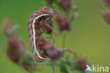 Gevlamde uil (Actinotia polyodon)