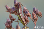 Purple Cloud (Actinotia polyodon)