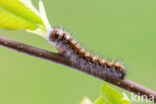 Northern Eggar (Lasiocampa quercus)