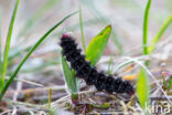 Veldparelmoervlinder (Melitaea cinxia)