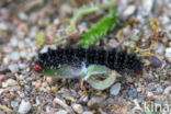 Veldparelmoervlinder (Melitaea cinxia)