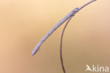 Selidosema brunnearia