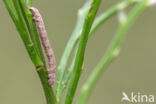 Variabele spikkelspanner (Alcis repandata)