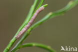 Variabele spikkelspanner (Alcis repandata)