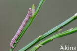 Variabele spikkelspanner (Alcis repandata)