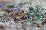 Common Spadefoot Toad (Pelobates fuscus)