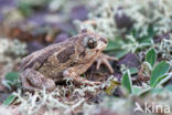 Common Spadefoot Toad (Pelobates fuscus)