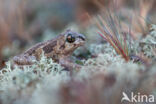 Common Spadefoot Toad (Pelobates fuscus)