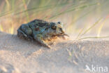 Common Spadefoot Toad (Pelobates fuscus)