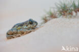 Common Spadefoot Toad (Pelobates fuscus)