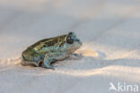 Common Spadefoot Toad (Pelobates fuscus)