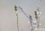 Brown Emerald Damselfly (Sympecma fusca)