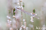 Bruine winterjuffer (Sympecma fusca)