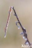 Brown Emerald Damselfly (Sympecma fusca)