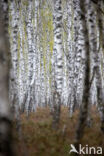 Ruwe berk (Betula pendula)