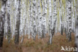 Ruwe berk (Betula pendula)