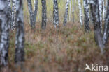 Silver Birch (Betula pendula)