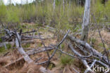 Ruwe berk (Betula pendula)