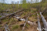 Ruwe berk (Betula pendula)