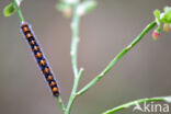 Northern Eggar (Lasiocampa quercus)