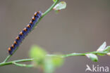 Hageheld (Lasiocampa quercus)