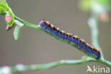 Northern Eggar (Lasiocampa quercus)