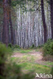 Ruwe berk (Betula pendula)