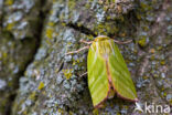 Green Silver-lines (Pseudoips prasinana)