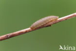 Ringlet (Aphantopus hyperantus)