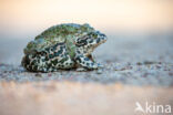 Groene pad (Bufo viridis)