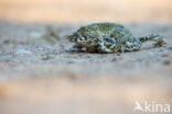 Groene pad (Bufo viridis)