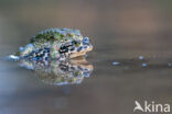 Green toad (Bufo viridis)