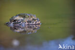 Green toad (Bufo viridis)