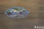 Groene pad (Bufo viridis)