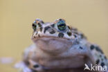 Groene pad (Bufo viridis)