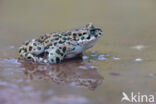 Groene pad (Bufo viridis)