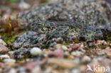 Green toad (Bufo viridis)