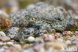 Green toad (Bufo viridis)