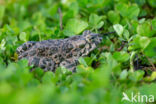 Green toad (Bufo viridis)