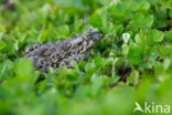 Groene pad (Bufo viridis)