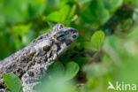 Groene pad (Bufo viridis)