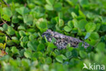 Green toad (Bufo viridis)