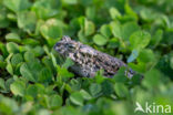 Green toad (Bufo viridis)