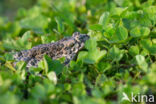 Green toad (Bufo viridis)