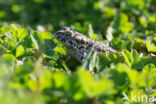 Green toad (Bufo viridis)