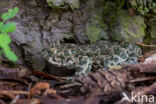 Groene pad (Bufo viridis)