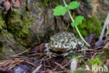 Groene pad (Bufo viridis)