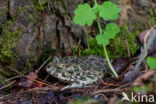 Green toad (Bufo viridis)